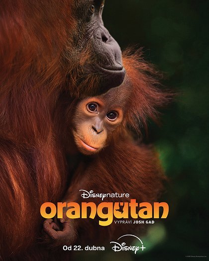 Orangutan izle